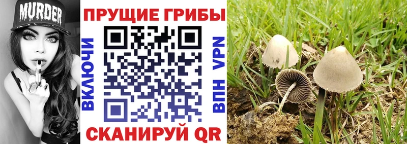 Купить где  Луга  Галлюциногенные грибы Cubensis 